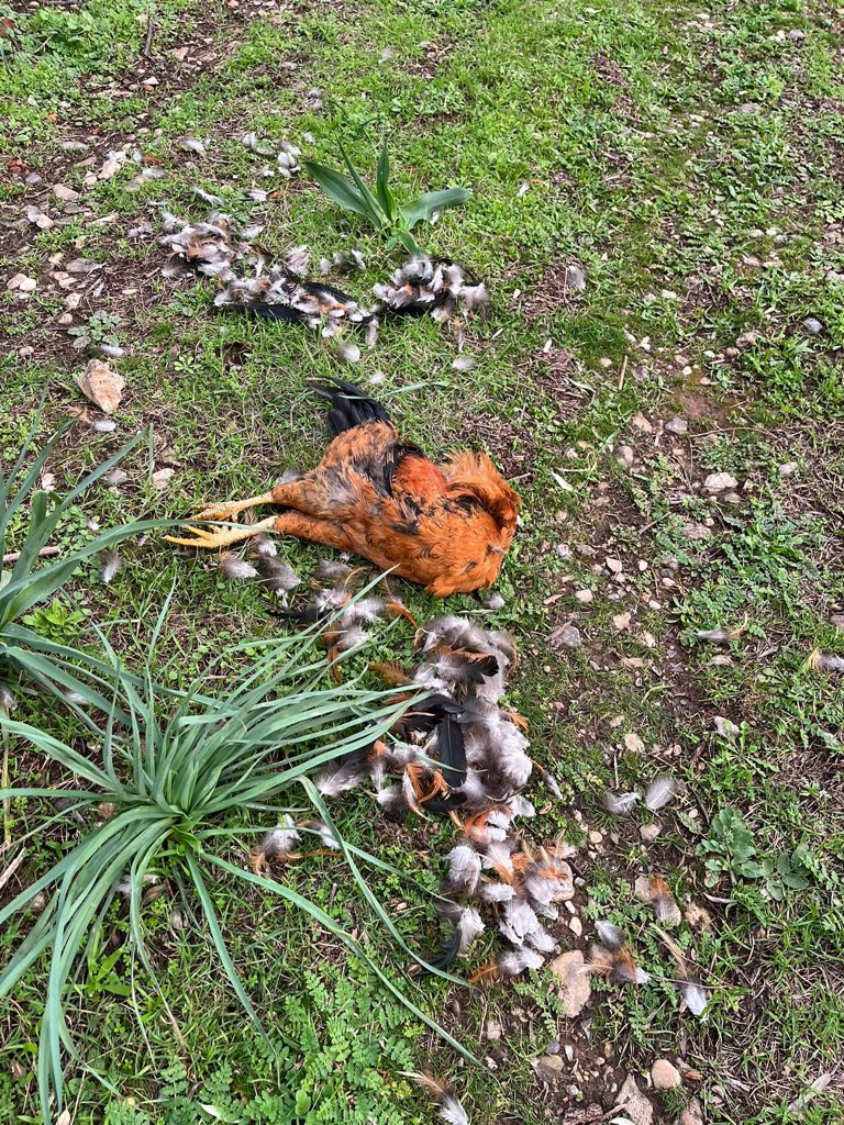 <a href="/kocovalitr01/">Koçovalı</a> 56 adet tavuktan son bir ayda 7-8 adet kaldı. İlgili kurumlara bildirilmesine rağmen kimse müdahale etmedi. perşembe günü tavuğun birini köpeğin ağzında görüyor, tavuğu almak istiyor, iki köpek saldırıyor ve kendini korumak amaçlı av tüfeği ile ateş ediyor. Tavukların hali bu