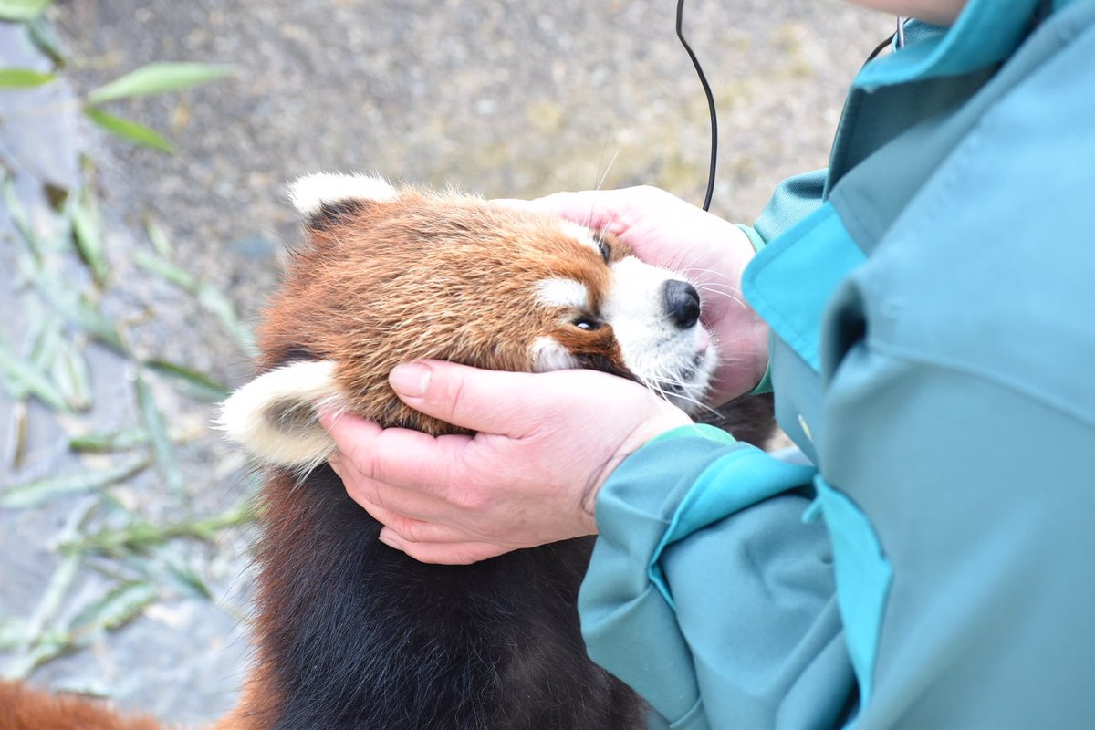 ムギュッ
#ひなた
#レッサーパンダ
#大森山動物園