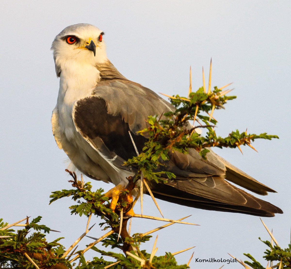 KOrnithologist's tweet photo. The Black-winged Kite seen at the Nairobi National Park ⁦@FoNNaPKenya⁩  #BirdsofPrey https://t.co/DTt5o20wNJ