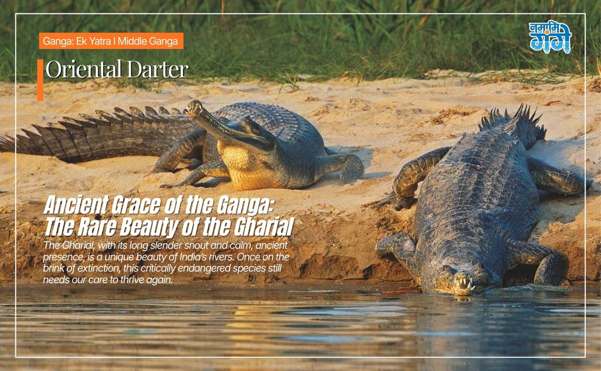 गंगा के किनारे सिर्फ पानी नहीं बहता, यहाँ जीवन बहता है, सौंदर्य बहता है, और प्रकृति की अद्भुत विविधता सांस लेती है। Ganga: Ek Yatra | Middle Ganga की इस झलक में, चार अनोखे जीव हमें याद दिलाते हैं कि हमारी नदियाँ कितनी जीवंत और खूबसूरत हैं:

Oriental Darter (साँप-गर्दन वाला