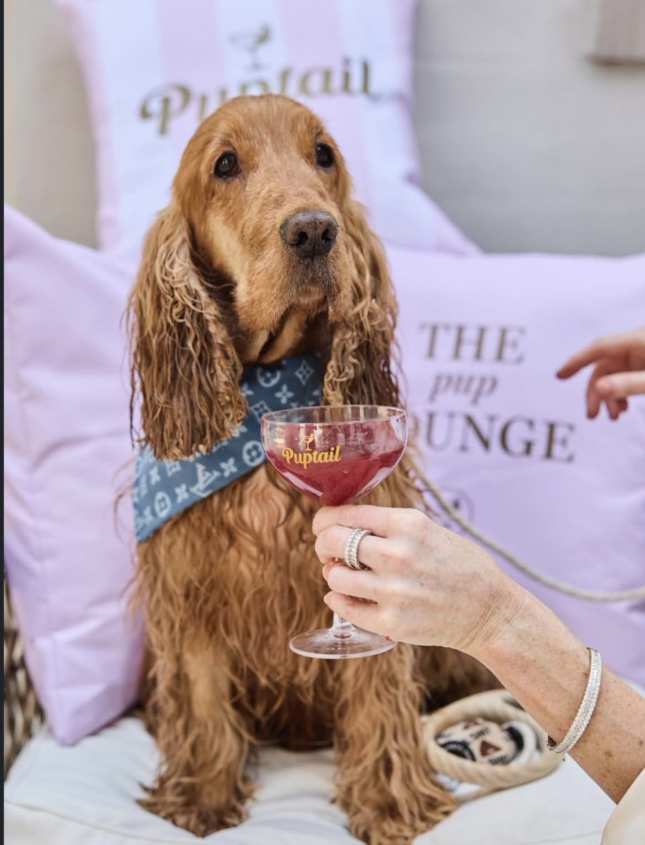 DocKateAdam's tweet photo. Crafted lovingly in #Australia #puptails are healthy mocktails just for dogs. Keeping them hydrated over summer and made with human grade ingredients for thirsty dogs, busy days, long walks and lazy ones too. #Puptails luxe signature mocktail blends bring together hydration, #wel https://t.co/BJ719eSuuT