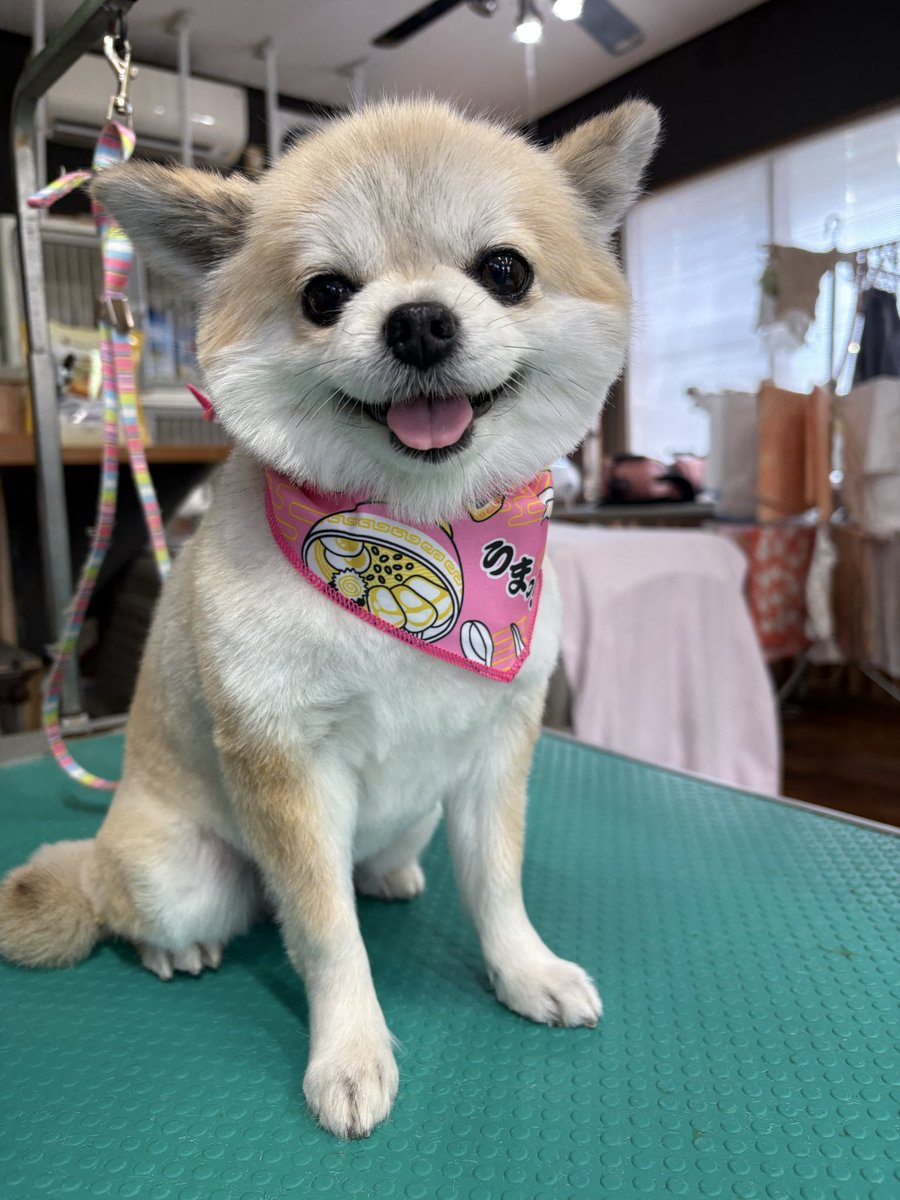 petsalonhug's tweet photo. ホテルとトリミングをご利用頂いた、
MIXの『マロンちゃん』です🌸

笑顔がとっても可愛いですよね😍
性格も穏やかでとってもお利口さんでした✨ https://t.co/HaEyCxleIN