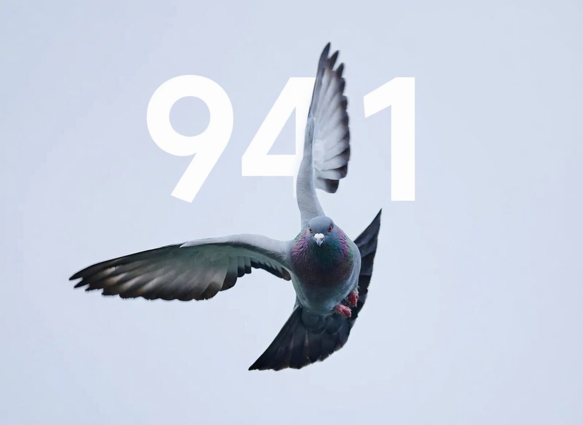 Pigeon 941 in control