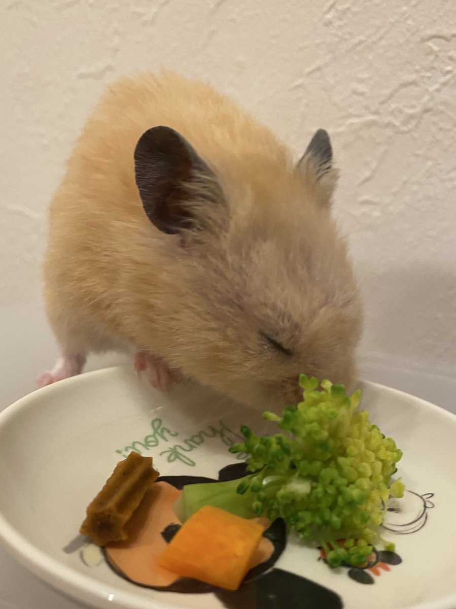 食べる前に、まず
香りを楽しむ？タマちゃん🥦

#ハムスター