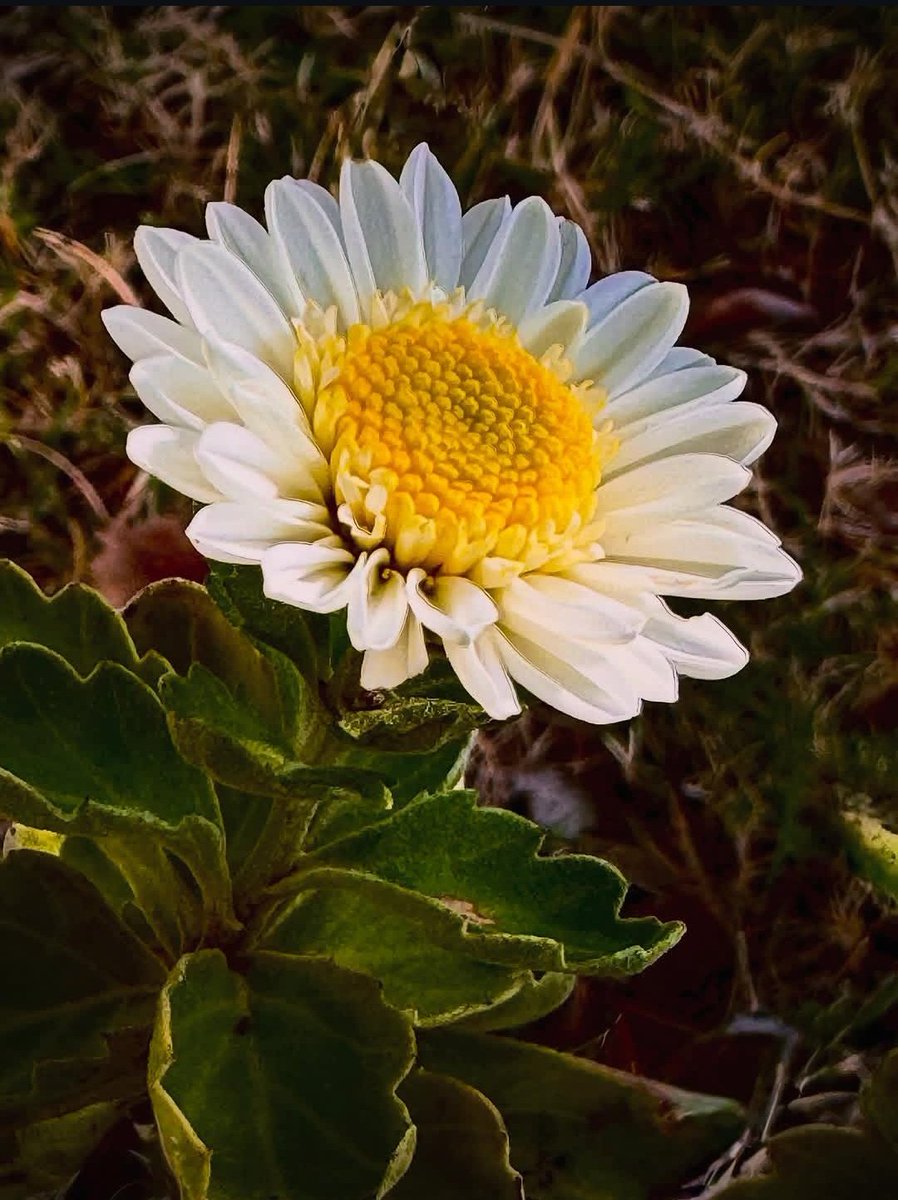 pptyagllrdn's tweet photo. Yeni bir güne
Yeni bir haftaya
Ve yeni #Umutlara
G🌼Ü🌼N🌼A🌼Y🌼D🌼I🌼N🌼
Mutlu sabahlar ☕️🌼 https://t.co/DmqqW7cBbf
