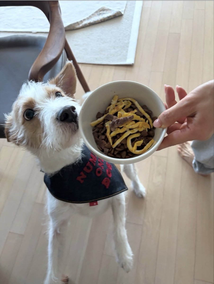 넘버원 도그 행크 귀요미야~ㅠㅠ