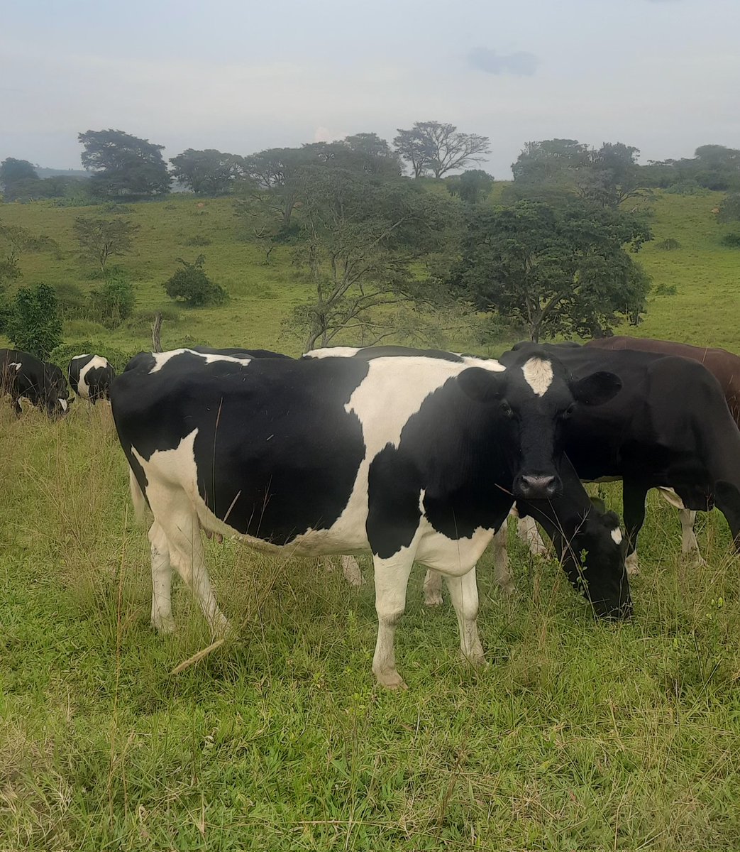 Magondo Dairy Farm tweet media