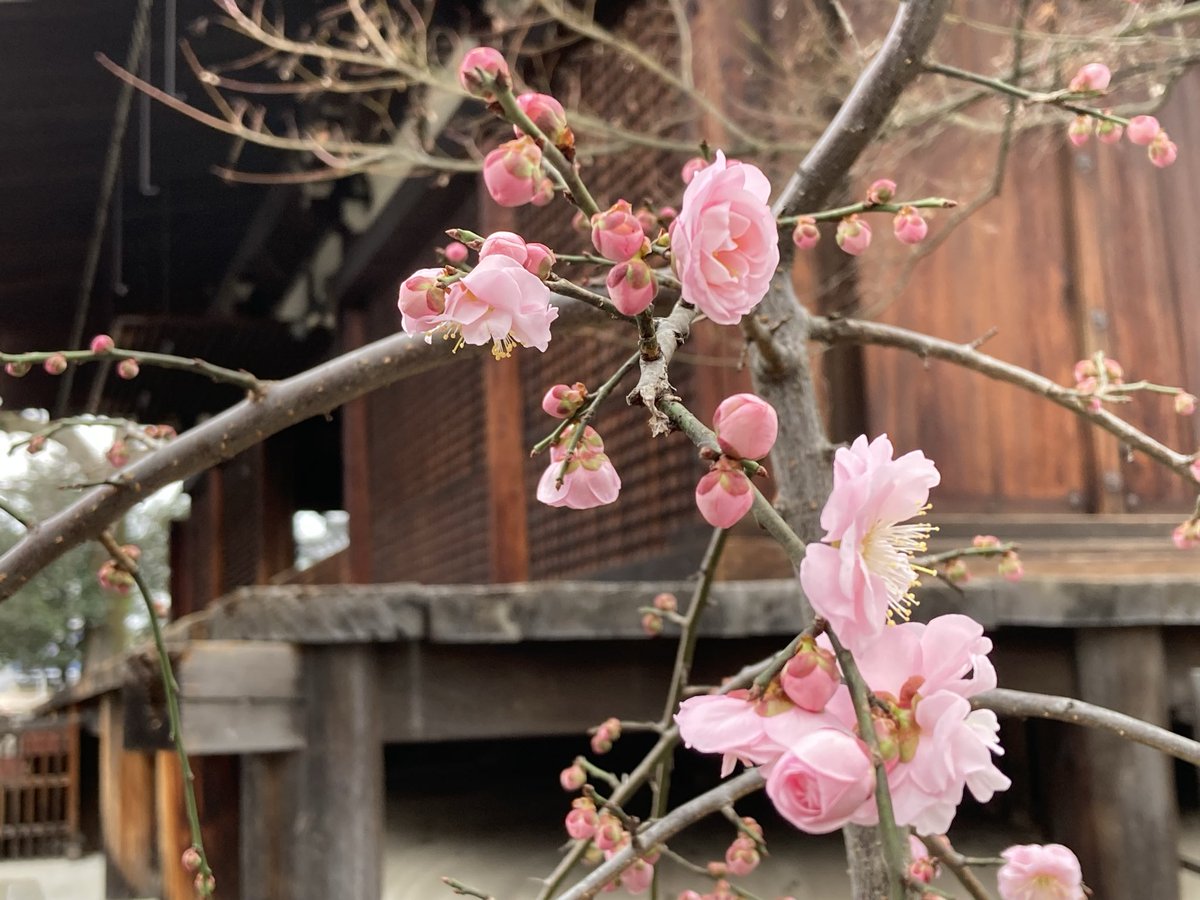 今日は静かな千本釈迦堂。応仁の乱で唯一残った京の都の建築物ということで国宝にも指定されている。西陣との関わり､優れた仏像群､おかめさんの話、春の枝垂れ桜など､小さいながら趣深い。