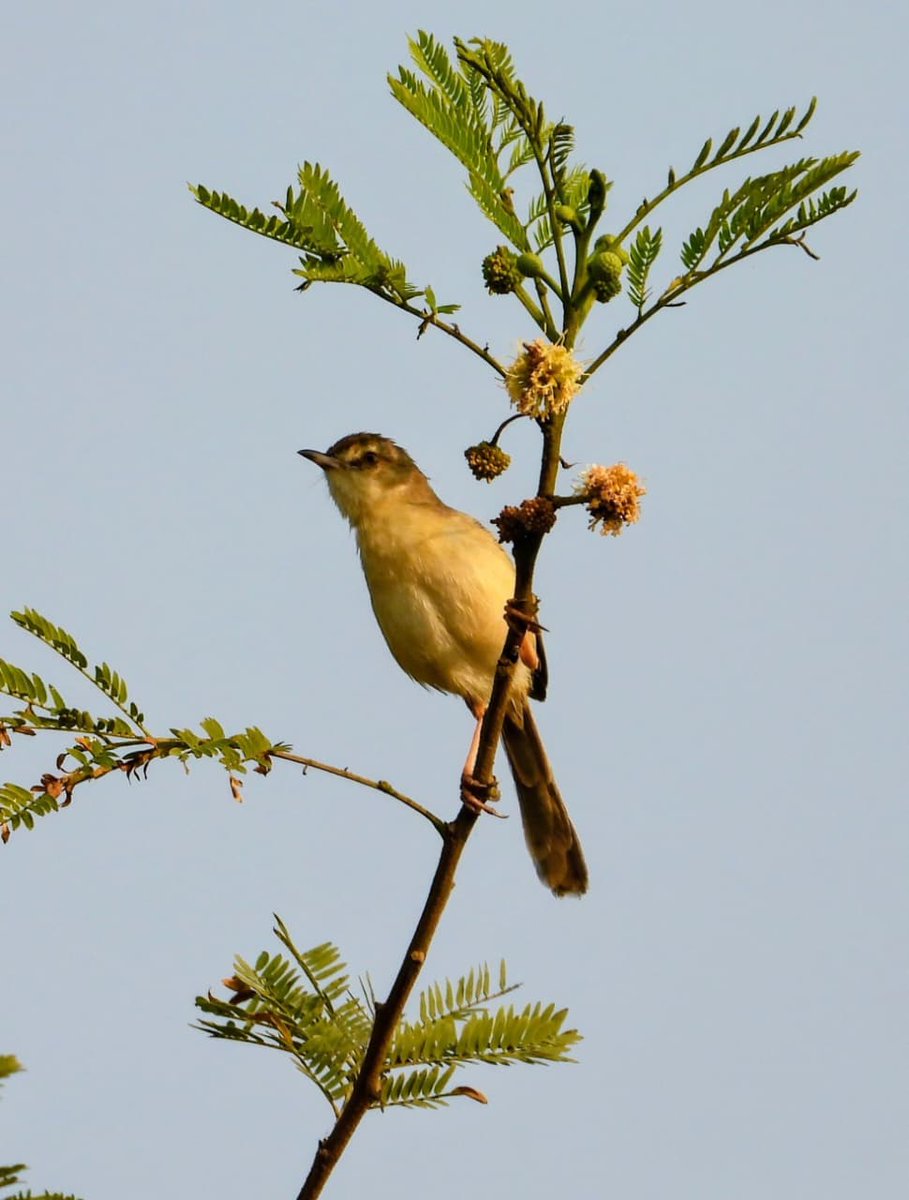 IIT Hyderabad tweet media