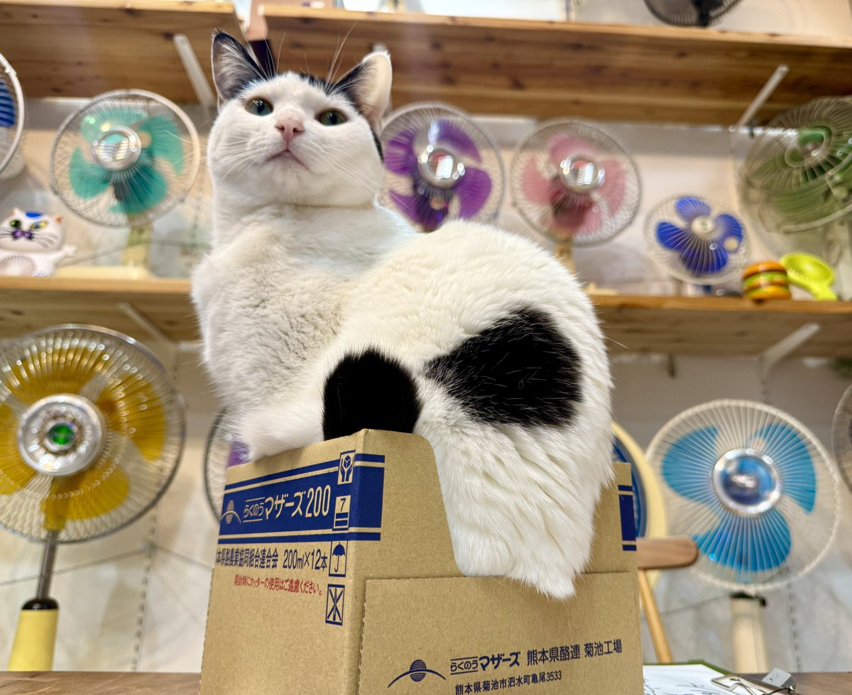 なぜ猫は、小さな箱に入りたがるのか。ミチミチになった姿を見せて