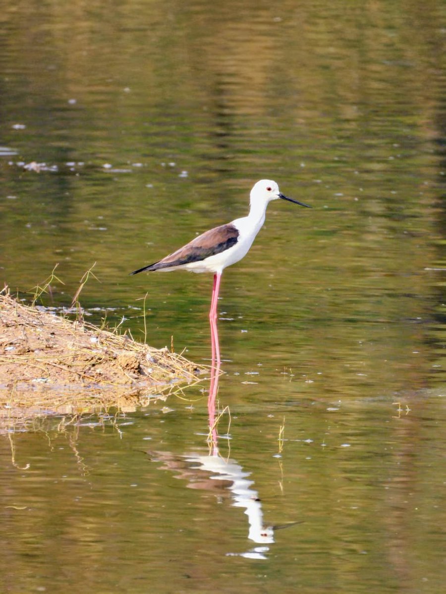 IIT Hyderabad tweet media