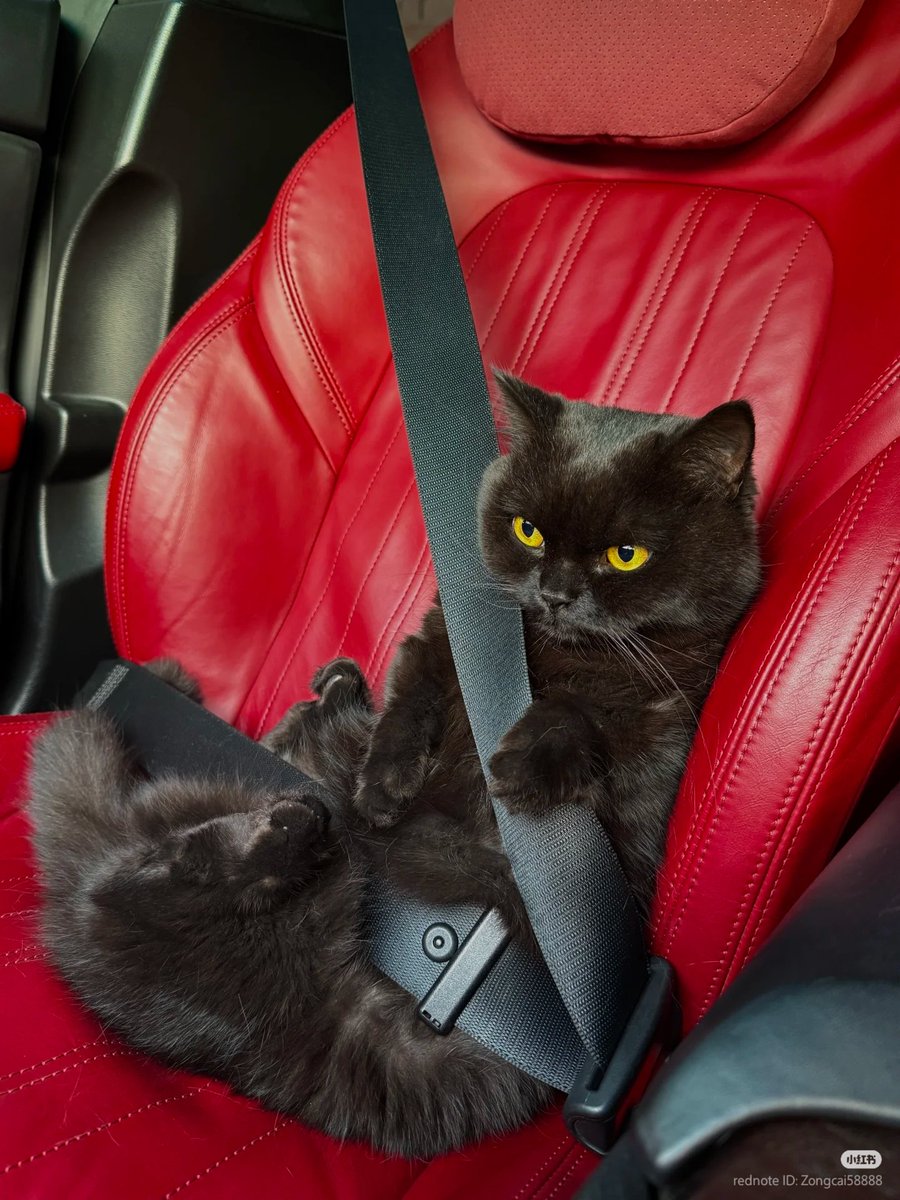 No Context Cats tweet media