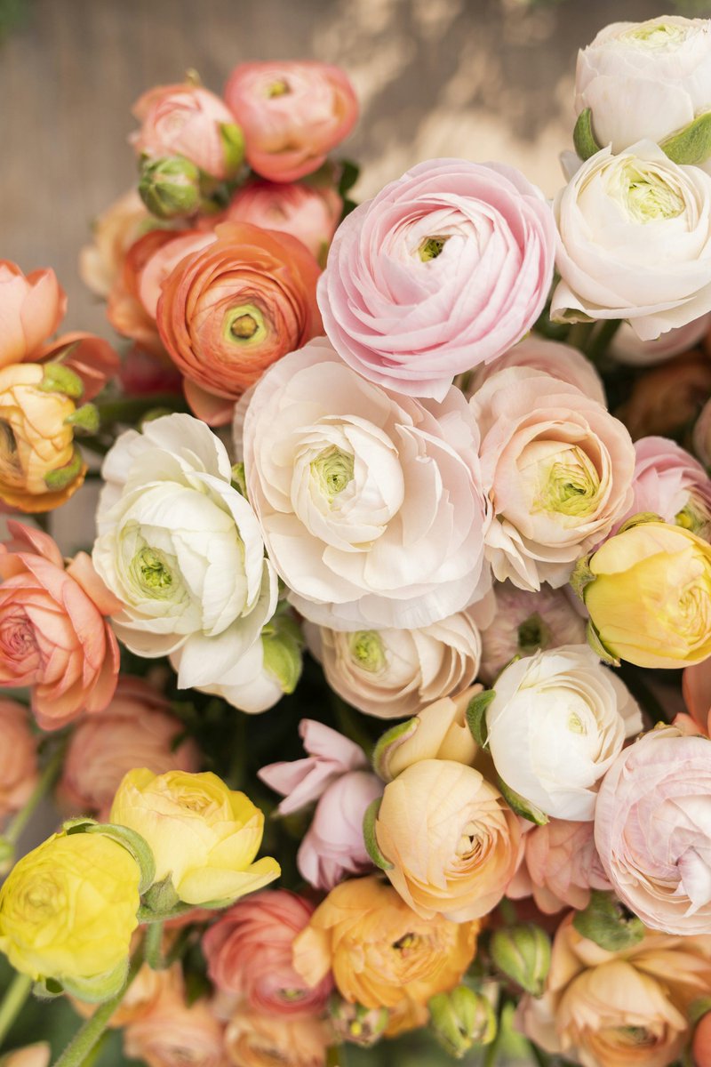 fashunKLMY's tweet photo. Rose, hydrangea, ranunculus, you name it, we have it ❤️

DM or WhatsApp 0176627596 to get your flowers for Valentine's Day 💐

Order: https://t.co/rAnFFqHA06

#valentines #valentine #kualalumpur #malaysia #flowers https://t.co/2Pjo4SFHR3