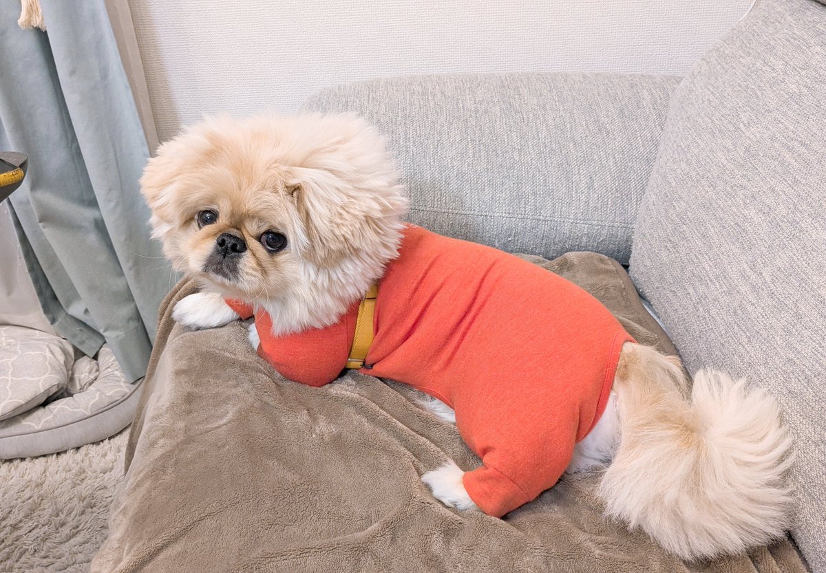 いっぬ パッツパツセクシーイッヌスーツが犬好きを熱狂させる