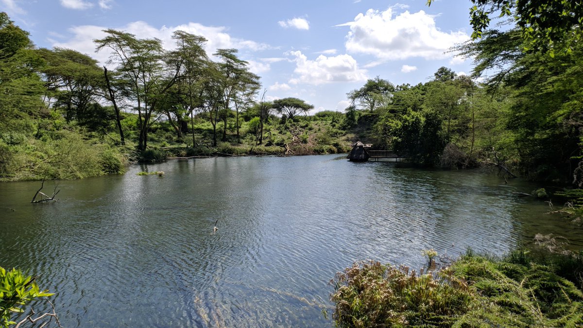 Stejos_Tours's tweet photo. A must-see when visiting Tsavo 

Mzima Springs in Tsavo West is fed by rainwater from the Chyulu Hills, filtered naturally through volcanic rock before emerging crystal clear.

A lifeline for wildlife, and one of Kenya’s clearest springs. 

#AdventureAwaits #TravelWithUs #Tsavo https://t.co/D6G80a3388