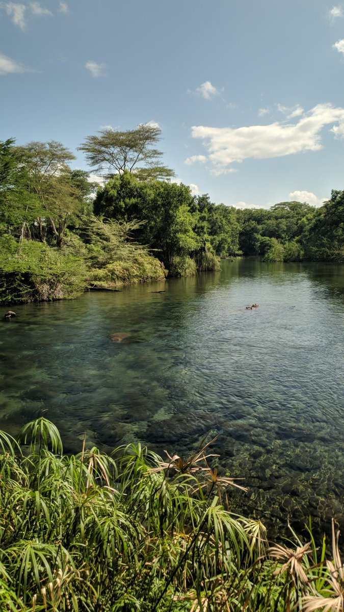 Stejos_Tours's tweet photo. A must-see when visiting Tsavo 

Mzima Springs in Tsavo West is fed by rainwater from the Chyulu Hills, filtered naturally through volcanic rock before emerging crystal clear.

A lifeline for wildlife, and one of Kenya’s clearest springs. 

#AdventureAwaits #TravelWithUs #Tsavo https://t.co/D6G80a3388