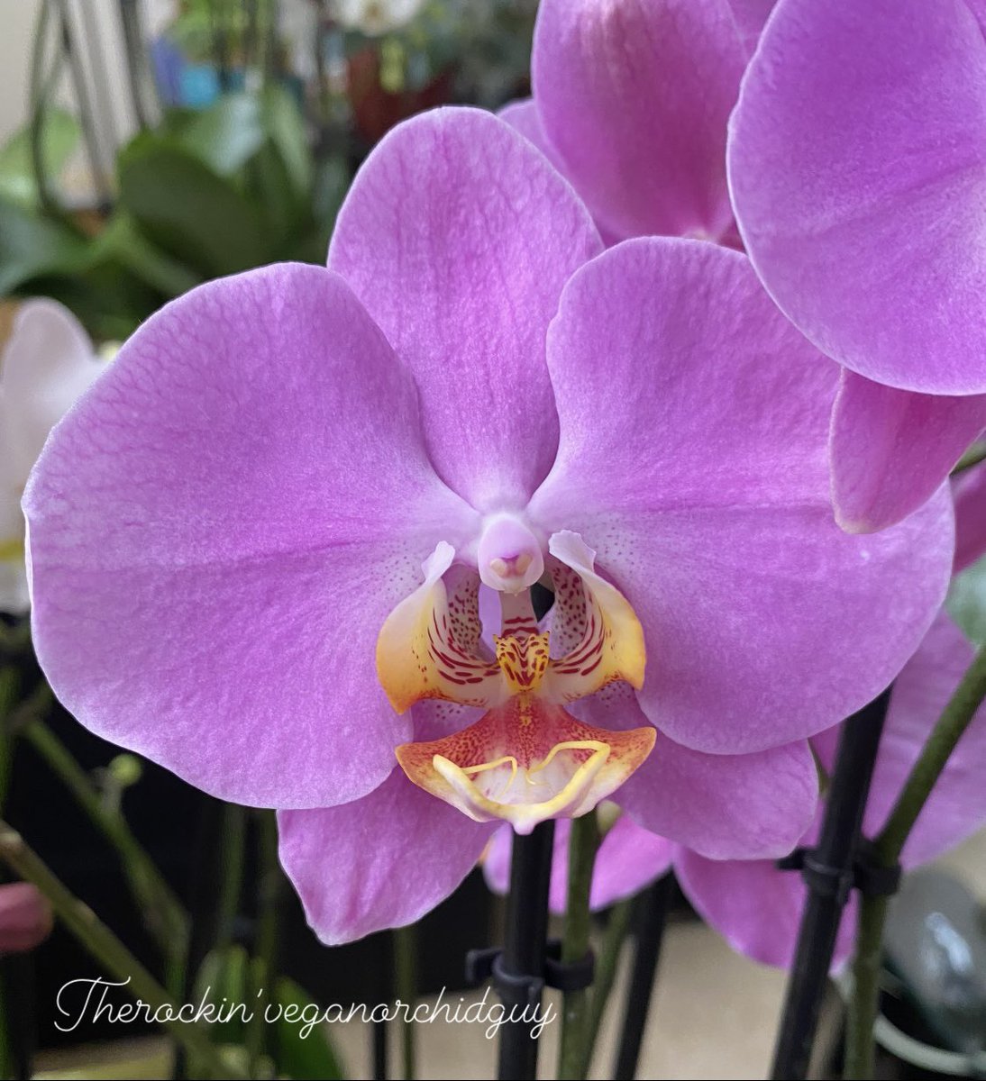 HamiltonOrchids's tweet photo. Really nice face on this Phalenopsis #Orchid https://t.co/LUKBL2pIvg https://t.co/Ip2lVCt24W