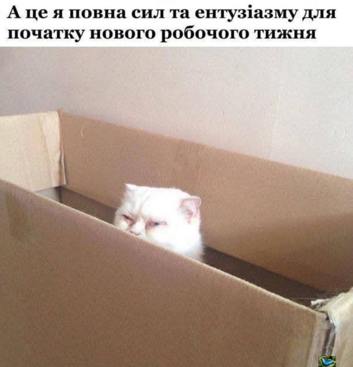 Понеділячий хуєморген від сповненої сил і ентузіастів мене)
