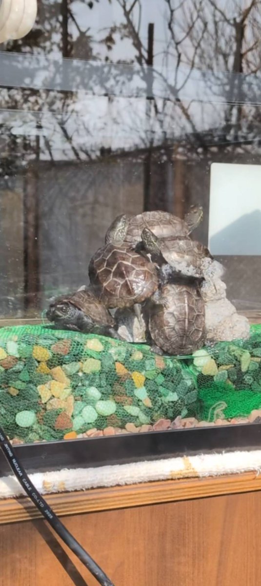 NtokD's tweet photo. イチオシ甲羅干しスポット🐢☀ https://t.co/kEkTwQvHm7