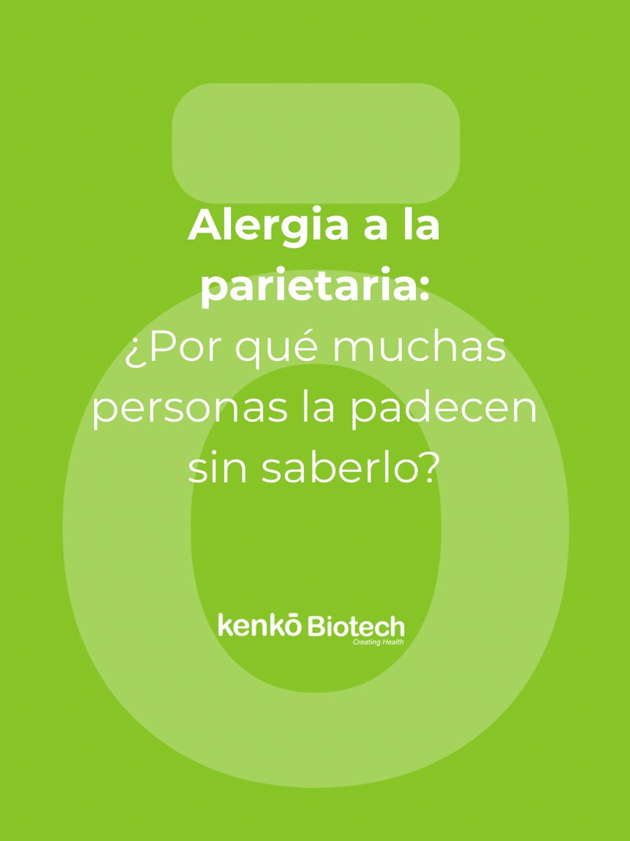 🌱 La parietaria es una de las causas de alergia respiratoria más persistentes en zonas mediterráneas.
📅 Su polinización puede extenderse desde finales de invierno hasta el otoño, lo que confunde a muchos pacientes. 
#alergiaalpolen #inmunoterapia #vacunas