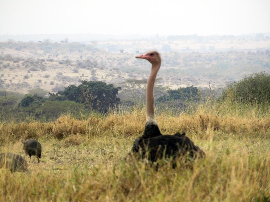 It’s remarkable that an ostrich can sprint up to 72.5 km/h. Even more surprising is that it has only two toes on each foot. 💡😇
#ostrich #speed #toes #feet #birdlife #birdlifefacts