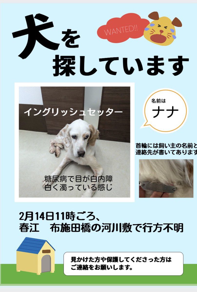 どうか…Xの力を貸してください。
愛犬のナナが行方不明です。
鳥猟犬で土曜日に猟をしている時にいなくなりました。どんな情報でも構いません。
必要な情報があればなんでもお答えします。
 #拡散希望 #福井 #迷い犬 #保護犬 #坂井市 #犬