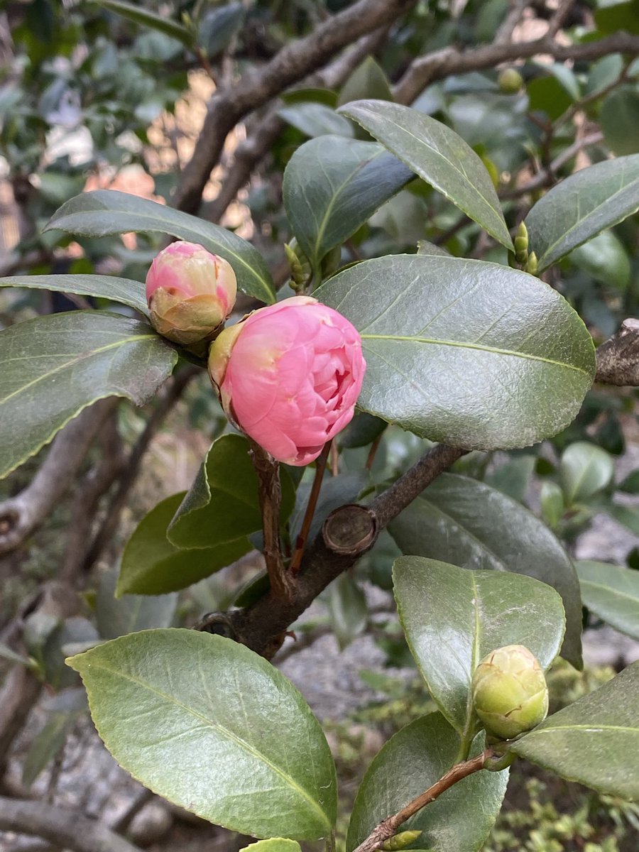 CRYSTAL STAGE tweet media