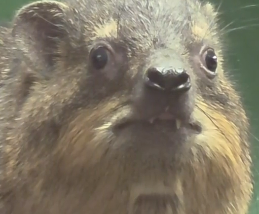 Tallulah Rock 🪨🐾 | Hyrax Vtuber! tweet media