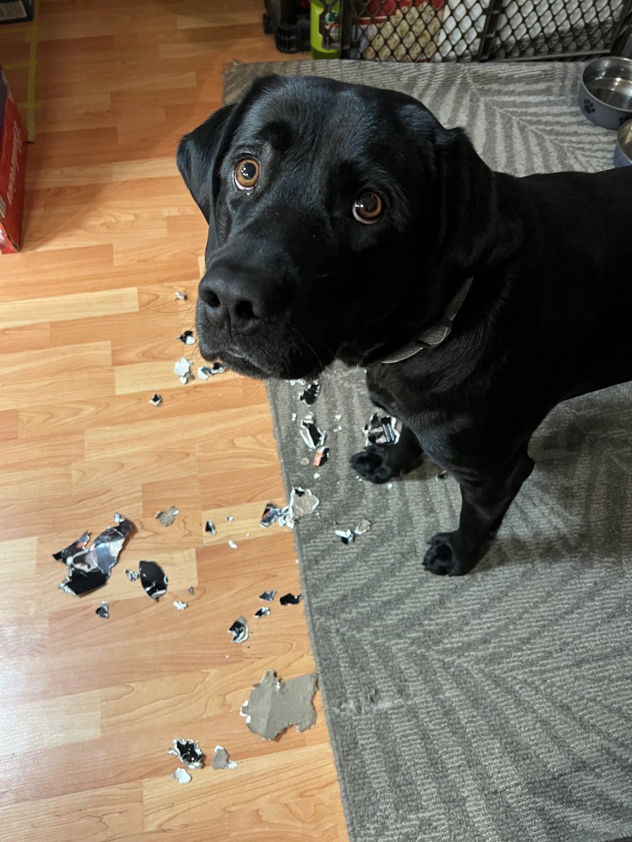 Jake72545474's tweet image. Hey dad, that beef jerky was delicious. 
Do you have some more?
#BlackLab #Retriever #Calgary