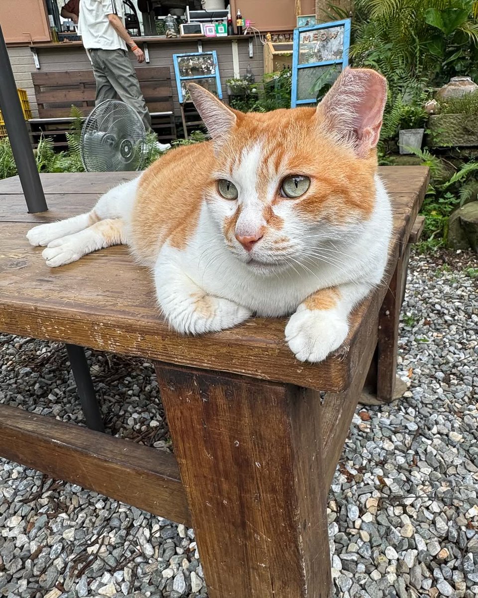 JUNMEOW 🐈😽