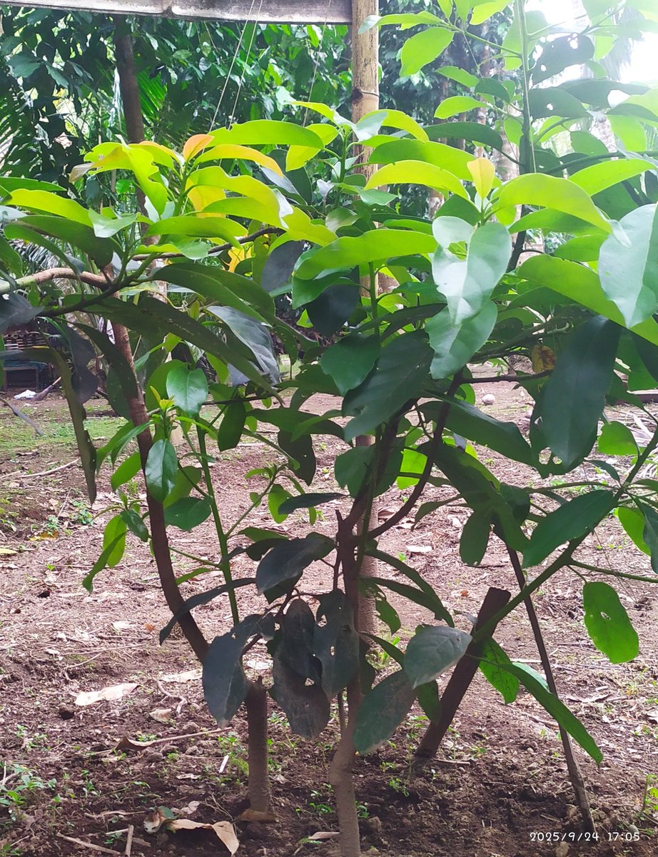 agpratus's tweet photo. Tanya senior, mengikuti saran penjual bibit keliling, nanam 2 bibit alpukat dalam satu lubang. Udah terlanjur besar. Apa perlu dipisah? https://t.co/Jan0PNPgOj