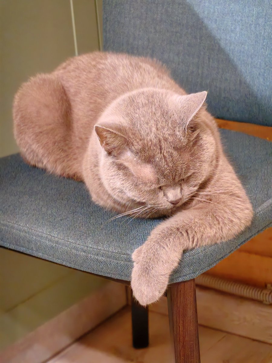 dyrnoe_vliyanie's tweet image. Вот этому старине однажды очень повезло, что мы ебанутые по глухому лесу катаемся на моцеках, иначе он бы там и помер

Я считаю, что мы не должны осуждать сдачу зверей в приюты и их продажу через объявления по разным обстоятельствам, это всё ещё лучше, чем выкинуть в канаву