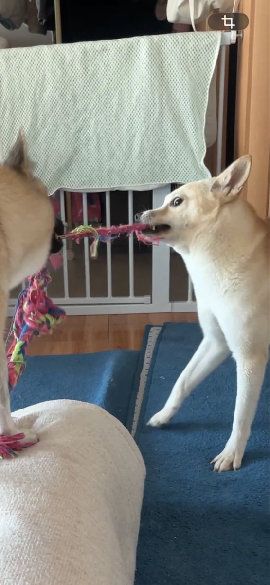 findhomedogs's tweet photo. 필사적으로 줄다리기하는 개린이들

#입양홍보 #adoptme
#평생엄빠찾아요 #사지말고입양하세요 #입양해주세요 #평생가족찾아요
#dogs #koreandogs #rescuedog #adoptdontshop #adoptable #adoptdogs #foreverhomeneeded #foreverhomewanted https://t.co/bdzOHFx2u2