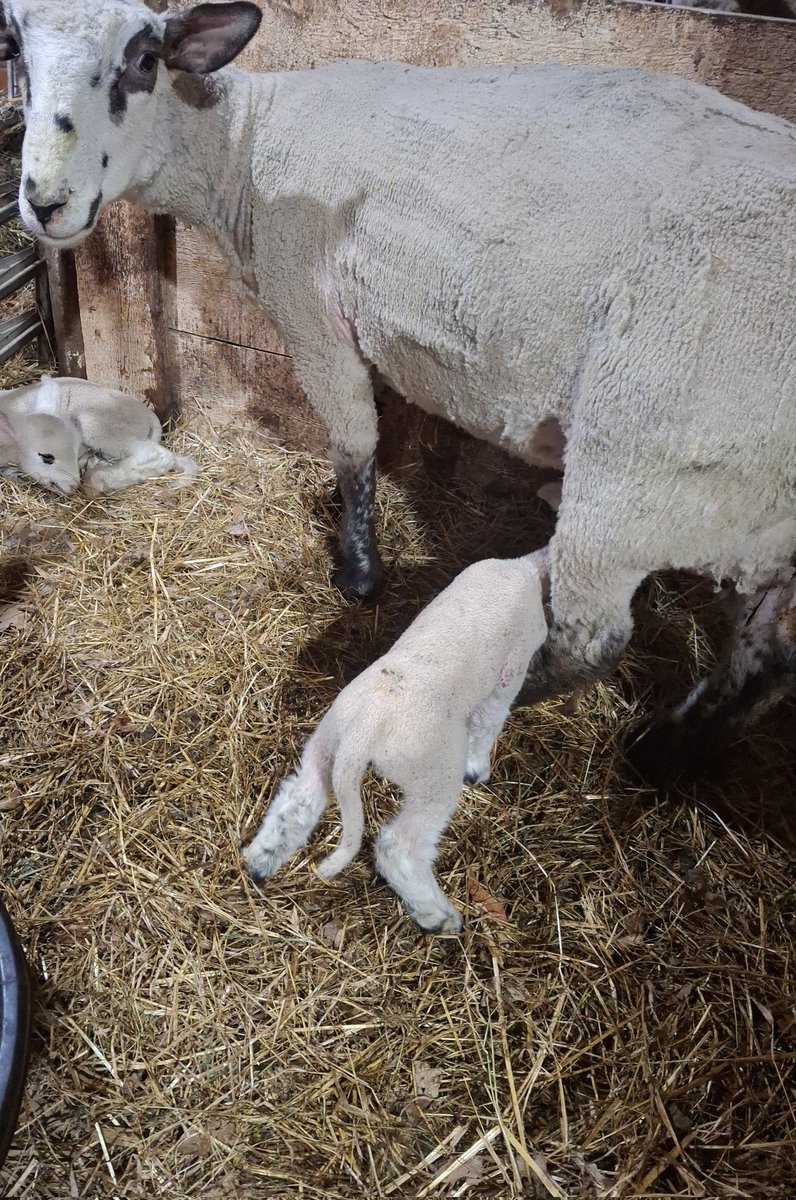 Visited a farm today where the sheep we're 🐑 having Lambs being born, the cats were there guarding the gates to the newborn baby lambs AND the farmer doesn't raise sheep for meat or slaughtering, simply sheers them for their wool and that's all