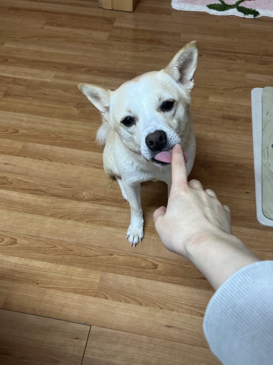 findhomedogs's tweet photo. 손 내밀면 핥아주는 갱얼쥐😇👼

#입양홍보 #adoptme
#평생엄빠찾아요 #사지말고입양하세요 #입양해주세요 #평생가족찾아요
#dogs #koreandogs #rescuedog #adoptdontshop #adoptable #adoptdogs #foreverhomeneeded #foreverhomewanted https://t.co/CZr5nDh8ut