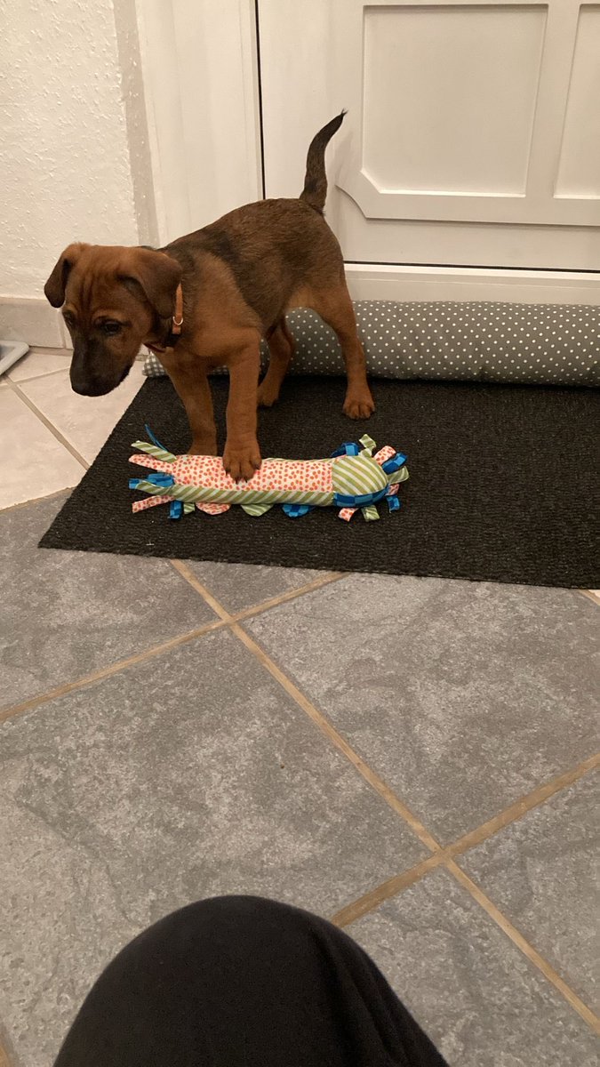 „Meine“ Welpen sind alle gut im neuen Zuhause angekommen… Arya, Ari, Addy. Ein großartiges, art- und rassegerechtes Leben mit Wildschwein-, Hirsch- und Entenjagd erwartet sie.