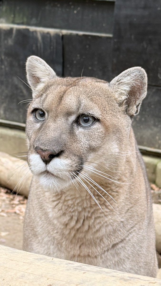 盛岡市動物公園 ZOOMO tweet media
