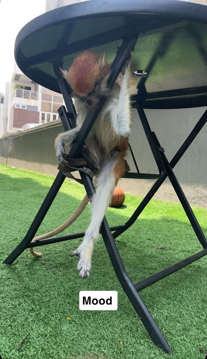 Wisdom, knowledge and $50m. I no wan understand anybody papa. 😹🤲