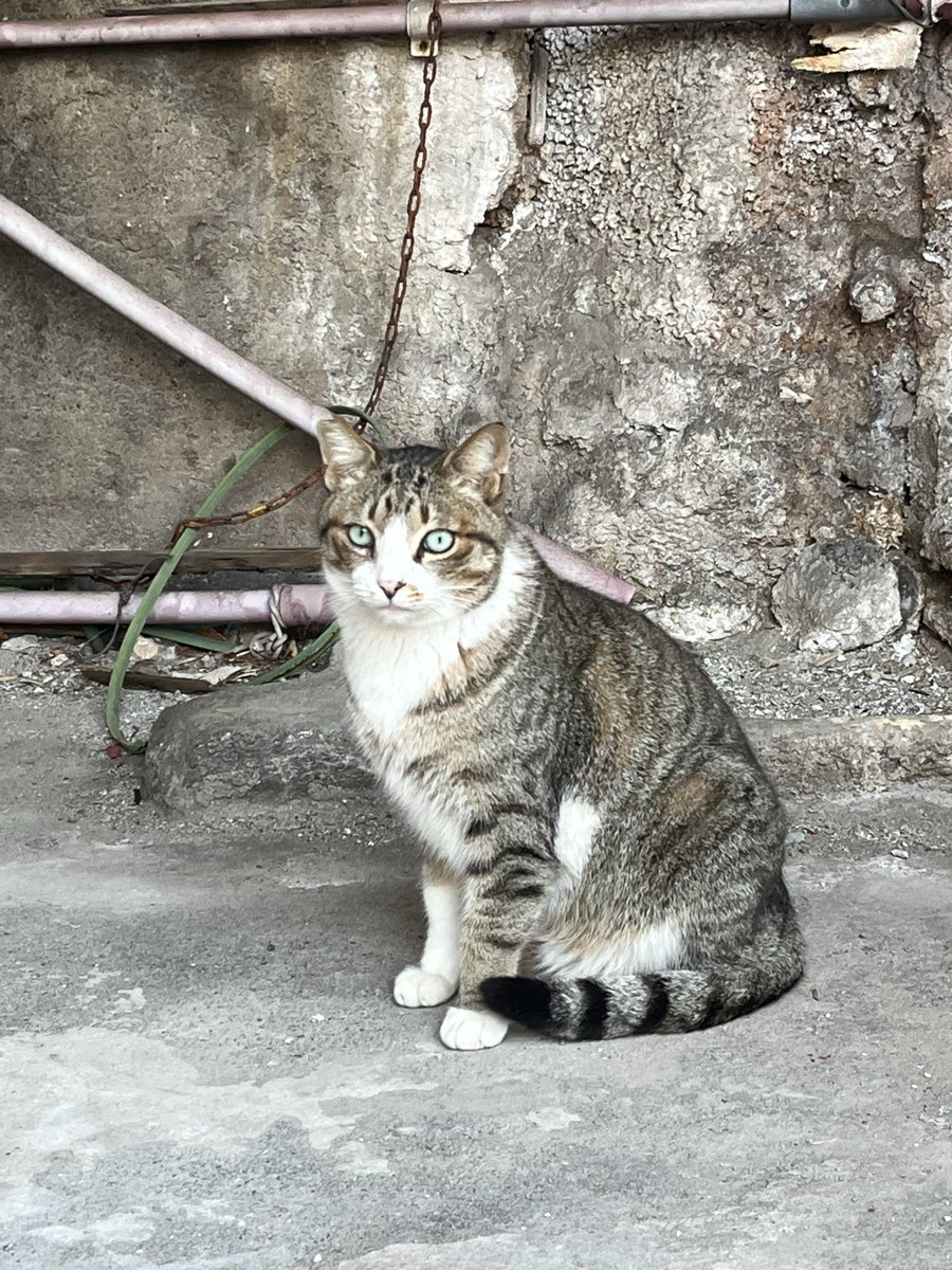 kn0_k144's tweet photo. かわいいねこちゃんに遭遇ーーー！！！🥹
おめめきれいだね https://t.co/yGWezscRIX