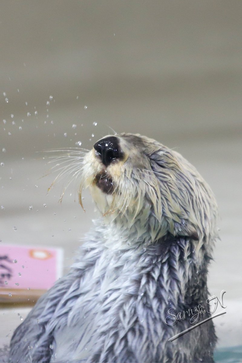 キラは美しい✨️ #鳥羽水族館 #キラちゃん