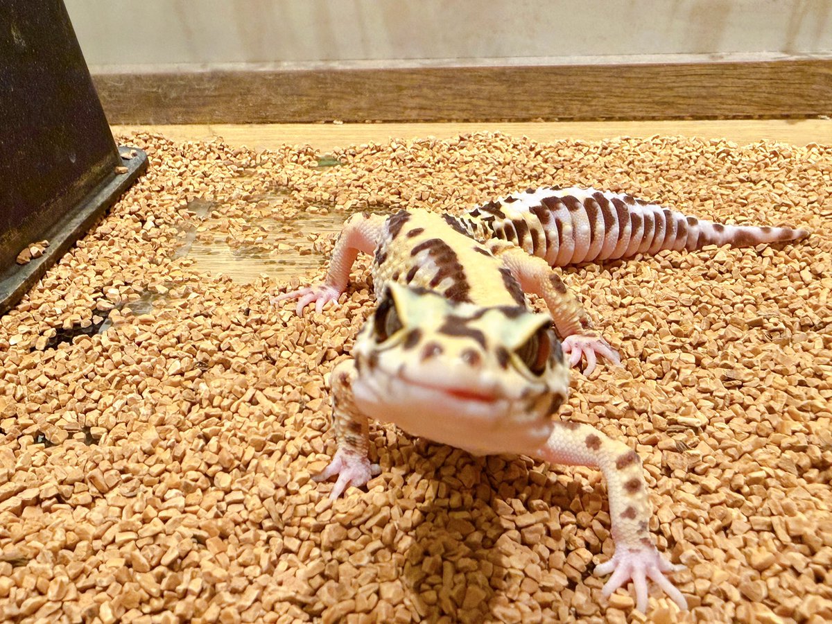 HARRY30266433's tweet image. ドアップカメラ目線🥳

まだまだご案内可能です🌟
かわいい動物さん達と皆様のご来店お待ちしております🦎🐾

#ヒョウモントカゲモドキ #leopardgecko #動物カフェ #animalcafe #HARRY #横浜中華街 #yokohama #chinatown #animal