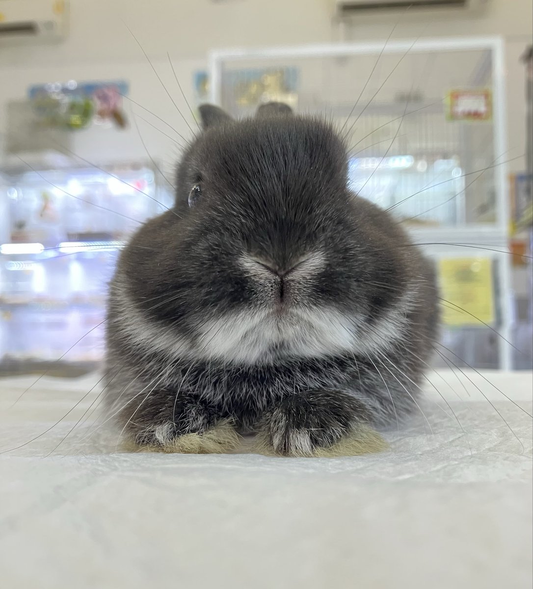 うさぎの新着✨ ○ネザーランドドワーフ🇯🇵 ブラックマーチン/26年1月