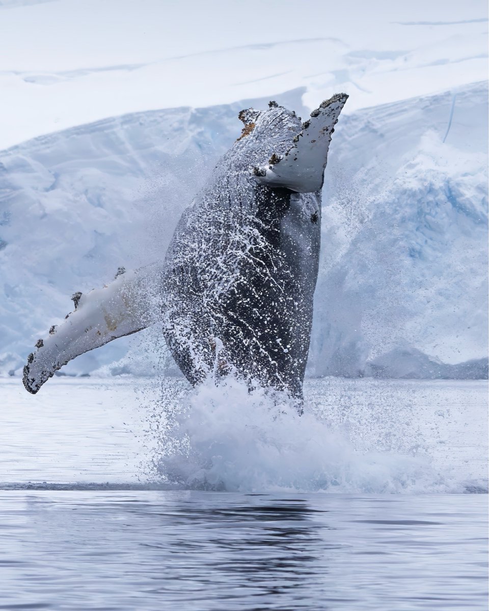 Secret Atlas tweet media