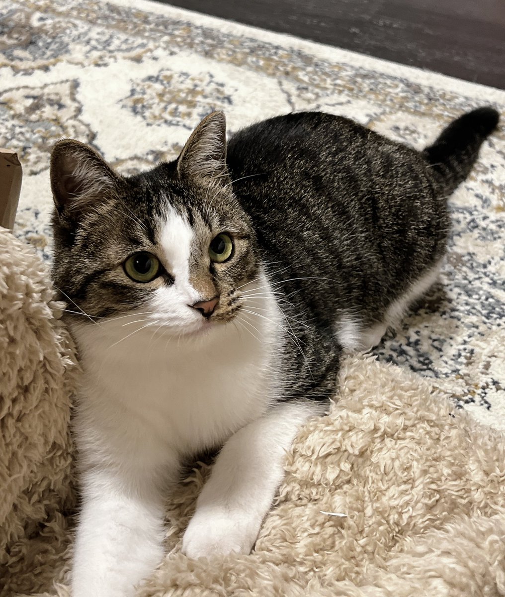 nekokawaii1214's tweet image. 