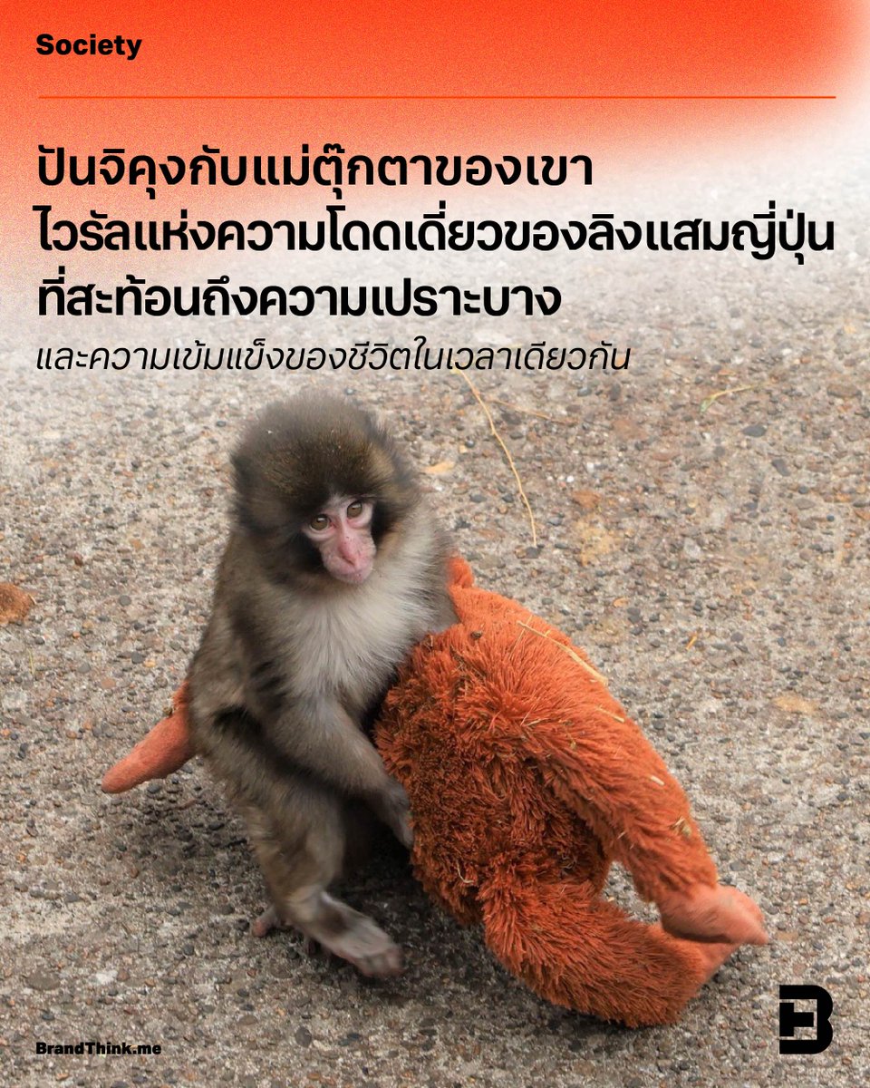 เจ้าลิงน้อยตัวนั้นมีชื่อว่า ‘ปันจิคุง’ (#PanchiKun) อาศัยอยู่ที่สวนสัตว์เมืองอิจิกาวะ (Ichikawa City Zoo) ประเทศญี่ปุ่น และเบื้องหลังความน่ารักที่ถูกแชร์ออกไปทั่วโลก คือเรื่องราวชีวิตที่เริ่มต้นจากความโดดเดี่ยวจากการถูกทิ้ง 

อ่านต่อได้ที่ : brandthink.me/content/panchi…