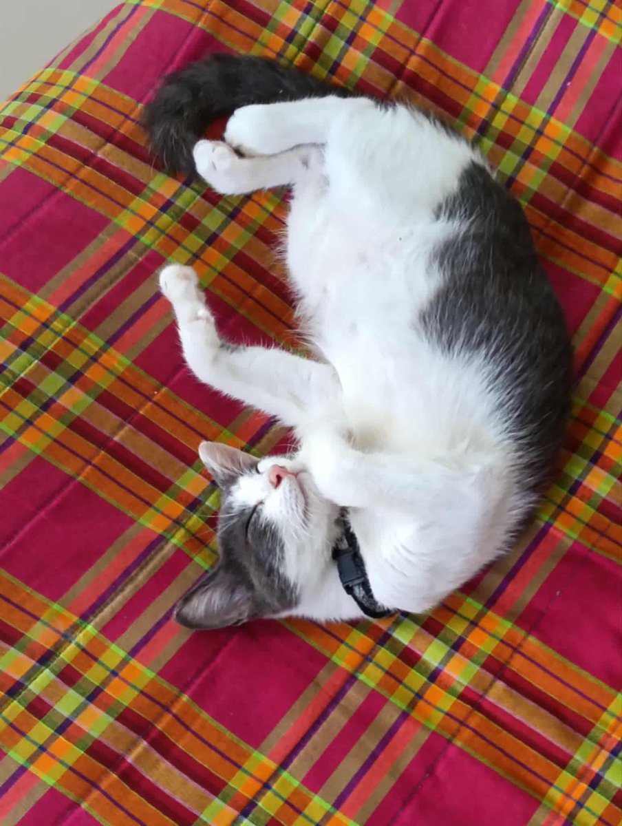 CatsterClub's tweet image. ฝากประชาสัมพันธ์หาบ้านให้น้องแมว 3 ตัวค่ะ
 
- สีดำ เพศหญิง อายุประมาณ 1 ปี (ตัวหลังขาเก้าอี้ในภาพ)
- สีเทา เพศชาย
- สีขาวเทา เพศชาย
พันธุ์ไทย 
พิกัด: พระราม 2

กำลังมองหาบ้านที่พร้อมดูแลและรักน้องไปตลอดชีวิตนะคะ 🙏🏻
ขอคนที่รับผิดชอบจริง ๆ ไม่เทน้องกลางทางค่ะ

ติดต่อ: 092-614-4800…