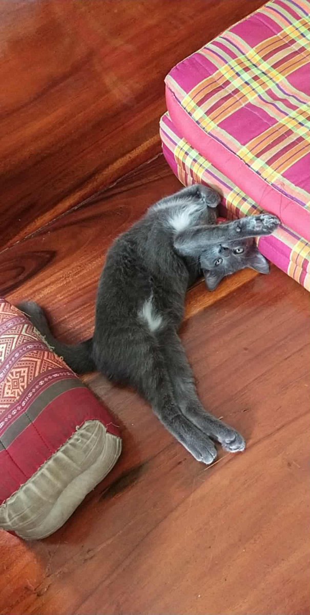 CatsterClub's tweet image. ฝากประชาสัมพันธ์หาบ้านให้น้องแมว 3 ตัวค่ะ
 
- สีดำ เพศหญิง อายุประมาณ 1 ปี (ตัวหลังขาเก้าอี้ในภาพ)
- สีเทา เพศชาย
- สีขาวเทา เพศชาย
พันธุ์ไทย 
พิกัด: พระราม 2

กำลังมองหาบ้านที่พร้อมดูแลและรักน้องไปตลอดชีวิตนะคะ 🙏🏻
ขอคนที่รับผิดชอบจริง ๆ ไม่เทน้องกลางทางค่ะ

ติดต่อ: 092-614-4800…