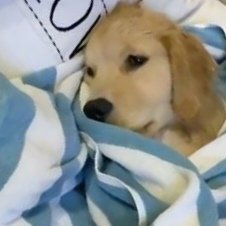 puppyytrick's tweet photo. https://t.co/yTlqAWR4al