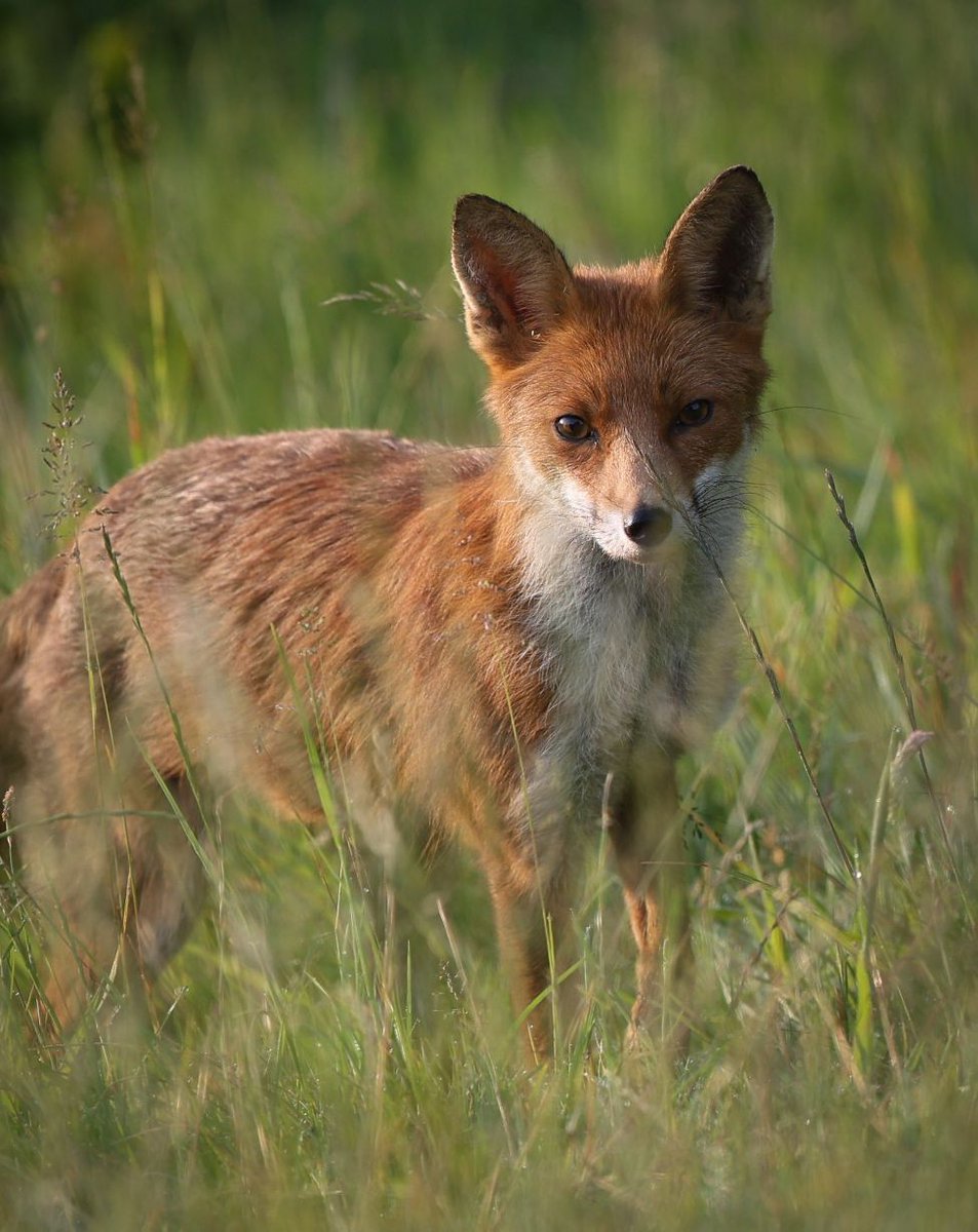 Good morning , and thank you to <a href="/paulgray74/">Paul Gray</a> for today's #FoxOfTheDay . Beautiful light !