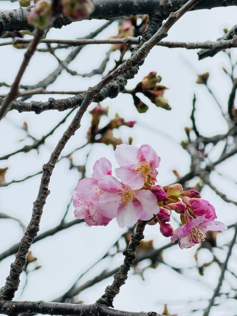 inx1999's tweet image. あいにくの曇り空ですが、いわきでは河津桜が咲き出しました。

今年の桜は早いかも？

#河津桜
#空ネット
#いわき